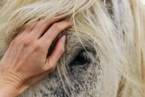 Paardencoaching veldhoven eindhoven
