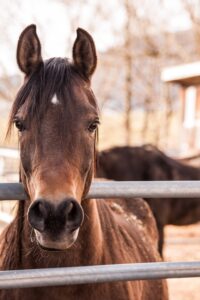 Paardencoaching veldhoven eindhoven