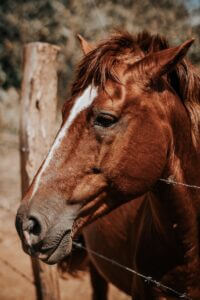 paardencoaching veldhoven eindhoven